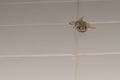 Boettger\'s wall gecko