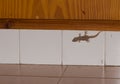 Boettger`s wall gecko Tarentola boettgeri in a house.