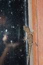Boettger`s wall gecko Tarentola boettgeri and photographer reflected in the window. Royalty Free Stock Photo
