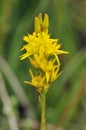 Bog Asphodel