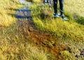 Bog in autumn, bog waded legs with bog shoes on bog vegetation, grass, moss, and lichens in autumn colors, autumn time Royalty Free Stock Photo