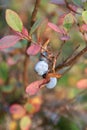 Bog Bilberry in Autumn Royalty Free Stock Photo