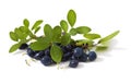 Bog bilberry Royalty Free Stock Photo