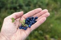 Bog bilberry in Norway Royalty Free Stock Photo