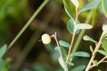 Bog bilberry, Vaccinium uliginosum Royalty Free Stock Photo