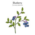 Bog blueberry, Vaccinium uliginosum, branch with leaves and fruit Royalty Free Stock Photo