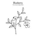 Bog blueberry, Vaccinium uliginosum, branch with leaves and fruit Royalty Free Stock Photo