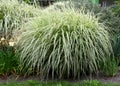 Bog bush of perennial grass Royalty Free Stock Photo
