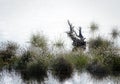 Bog with cotton grass Eriophorum vaginatum and an old root in Royalty Free Stock Photo