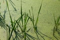 Bog covered with green ooze. Royalty Free Stock Photo