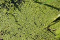 Bog covered with green ooze. Royalty Free Stock Photo