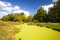 Bog covered with ooze Royalty Free Stock Photo