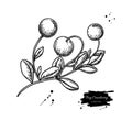 Bog cranberry vector drawing. Vaccinium oxycoccos isolated illustration.