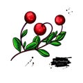 Bog cranberry vector drawing. Vaccinium oxycoccos isolated illustration