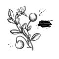 Bog cranberry vector drawing. Vaccinium oxycoccos isolated illustration.