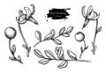 Bog cranberry vector drawing. Vaccinium oxycoccos isolated illustration.