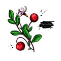 Bog cranberry vector drawing. Vaccinium oxycoccos isolated illustration