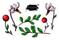 Bog cranberry vector drawing. Vaccinium oxycoccos isolated illustration.