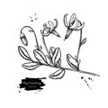 Bog cranberry vector drawing. Vaccinium oxycoccos isolated illustration.