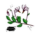 Bog cranberry vector drawing. Vaccinium oxycoccos isolated illustration