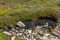 Bog details with soil, rocks and flowers in Achill Island