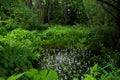 Bog in flowers