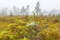 Bog in fog with spider web in a small spruce tree