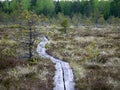 Bog forest natural background. Swamp vegetation, wooden footbridges in the swamp, wild vegetation