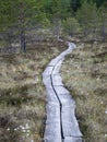 Bog forest natural background. Swamp vegetation, wooden footbridges in the swamp, wild vegetation