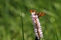 Bog fritillary butterfly