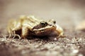 Bog frog - forest trail - front view - macro