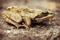 Bog frog - forest trail - macro