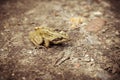 Bog frog - forest trail - top view Royalty Free Stock Photo