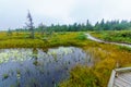 Bog Hiking Trail, in Cape Breton Highlands National Park Royalty Free Stock Photo