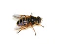 Sericomyia silentis hoverfly resembling wasp Royalty Free Stock Photo