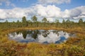 Bog lake Royalty Free Stock Photo