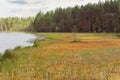 Bog at lake shore beside pine tree forest Royalty Free Stock Photo
