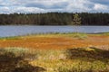 Bog at lake shore beside pine tree forest Royalty Free Stock Photo