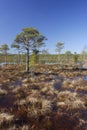 Bog landscape Royalty Free Stock Photo