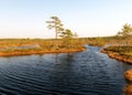 Bog landscape, bog vegetation painted in autumn, small bog lakes, islands overgrown with small bog pines, grass, moss cover the