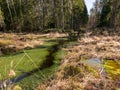 Bog landscape with dry bog grass and tree silhouettes Royalty Free Stock Photo