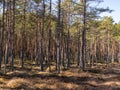 Bog landscape with dry bog grass and tree silhouettes Royalty Free Stock Photo