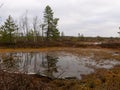 Bog landscape with red mosses, small bog pines