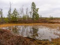 Bog landscape with red mosses, small bog pines