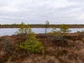 Bog landscape with red mosses, small bog pines