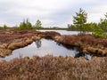 Bog landscape with red mosses, small bog pines