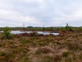 Bog landscape with red mosses, small bog pines