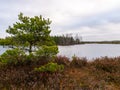 Bog landscape with red mosses, small bog pines