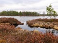 Bog landscape with red mosses, small bog pines