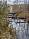 Bog landscape in spring, bog texture, bog trees, grass and moss, bog plants